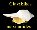 Clavilithes scalaris maximoides , Dolin, Le Renard & all, 1980